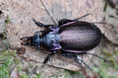 <i>Carabus nemoralis</i>