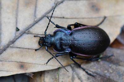 <i>Carabus nemoralis</i>