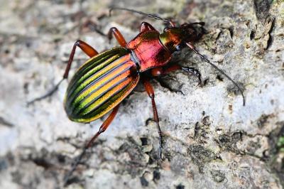 <i>Carabus auronitens</i>