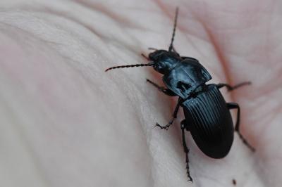 <i>Abax parallelus</i>