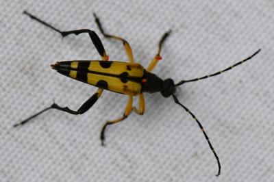 <i>Rutpela maculata</i>
