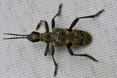 <i>Rhagium mordax</i>