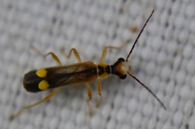 <i>Malthinus seriepunctatus</i>