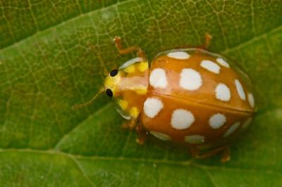<i>Halyzia sedecimguttata</i>