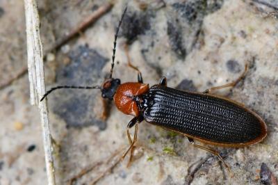 <i>Denticollis linearis</i>