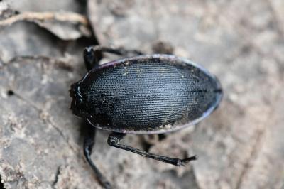 <i>Carabus violaceus</i>