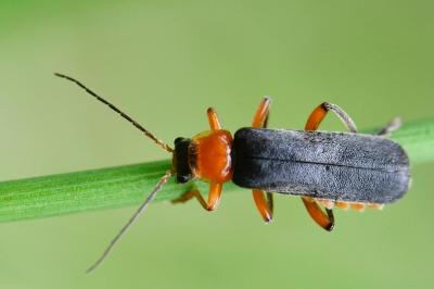 <i>Cantharis pellucida</i>