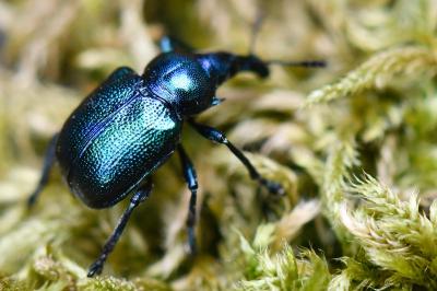 <i>Byctiscus betulae</i>