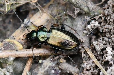 <i>Agonum muelleri</i>