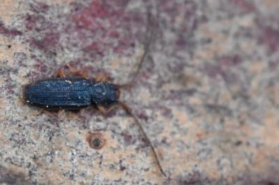 <i>Uleiota planatus</i>