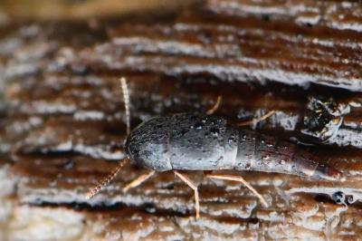 <i>Sepedophilus</i>