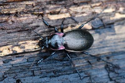 <i>Carabus nemoralis</i>