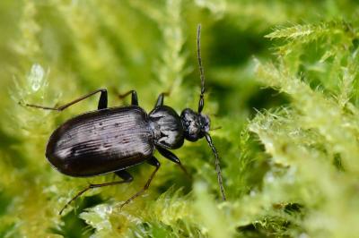 <i>Loricera pilicornis</i>