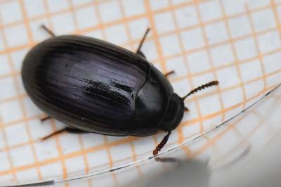 <i>Platydema violacea</i>
