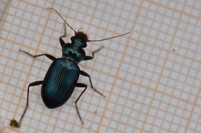 <i>Leistus spinibarbis</i>