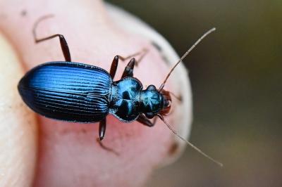Leistus spinibarbis