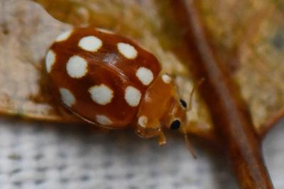 <i>Vibidia duodecimguttata</i>