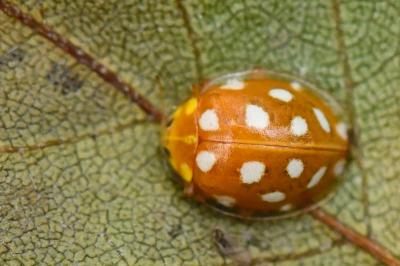 <i>Halyzia sedecimguttata</i>