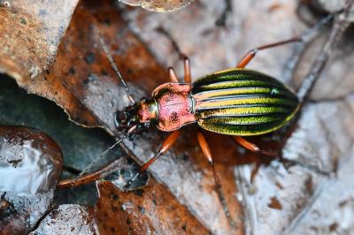 <i>Carabus auronitens</i>