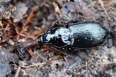<i>Pterostichus oblongopunctatus</i>