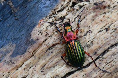 <i>Carabus auronitens</i>