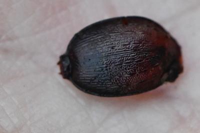 <i>Cychrus attenuatus</i>