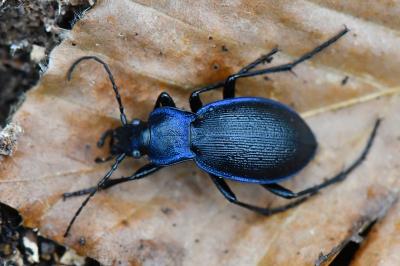 Carabus problematicus