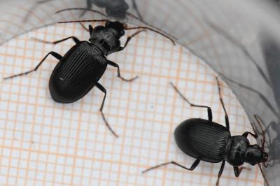 <i>Nebria</i>