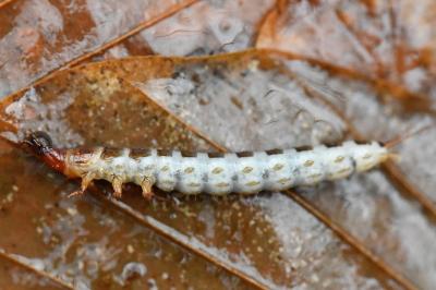 <i>Pterostichus</i>