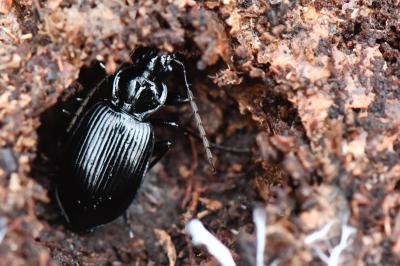 <i>Platynus assimilis</i>
