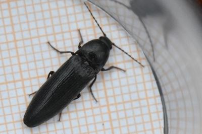 <i>Melanotus villosus</i>