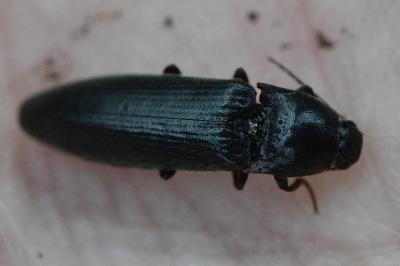 Melanotus villosus