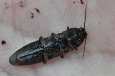 <i>Melanotus villosus</i>