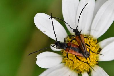 Stenurella melanura
