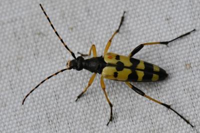 <i>Rutpela maculata</i>