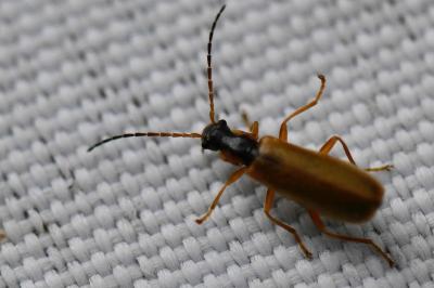 <i>Rhagonycha testacea</i>