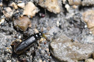 <i>Rhagonycha gallica</i>