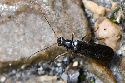<i>Rhagonycha gallica</i>