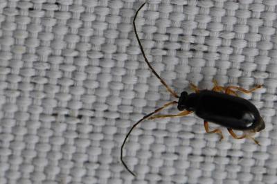 <i>Luperus longicornis</i>
