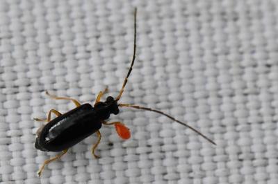 <i>Luperus longicornis</i>