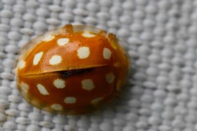 <i>Halyzia sedecimguttata</i>