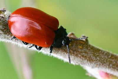 <i>Chrysomela populi</i>