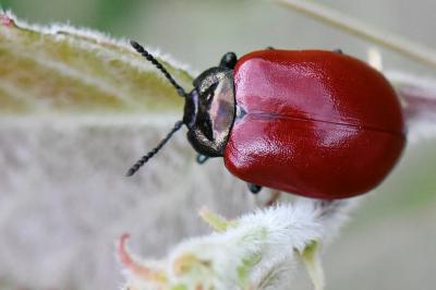 <i>Chrysomela populi</i>