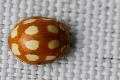 <i>Calvia decemguttata</i>
