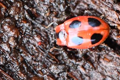 <i>Endomychus coccineus</i>