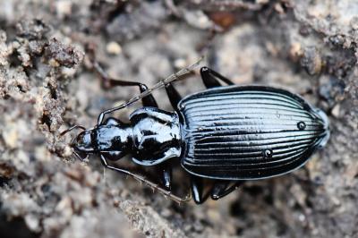 <i>Platynus assimilis</i>