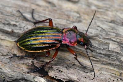 <i>Carabus auronitens</i>