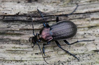 <i>Carabus arvensis</i>
