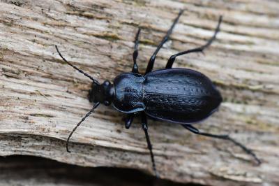 <i>Carabus arvensis</i>