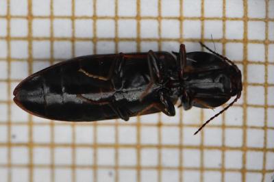 <i>Hypoganus inunctus</i>